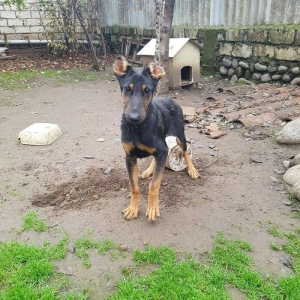 Salam dobermandi cinsi 5ay 26 gun erkek baladidi 120 satmagimin sebebi