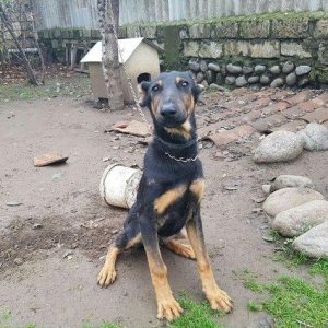 Salam dobermandi cinsi 5ay 26 gun erkek baladidi 120 satmagimin sebebi