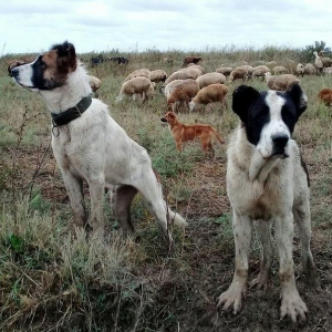 etiyac uzden satlir enik 10 ayliqdir 110 kilo atasini cekisi olub 70 k