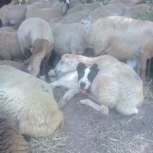 etiyac uzden satlir enik 10 ayliqdir 110 kilo atasini cekisi olub 70 k