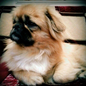 adi tonidir.erkekdi cinsi evde saxlanır təmizdir her sey yeyir rahatdi