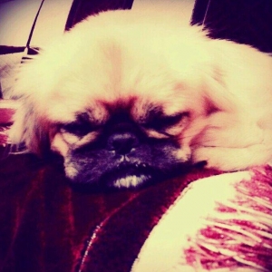 adi tonidir.erkekdi cinsi evde saxlanır təmizdir her sey yeyir rahatdi