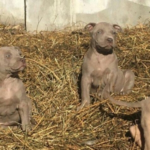 Temiz pitbull balalarıdı 4- dene dişi qalıb 200 manata telesin aşağı y