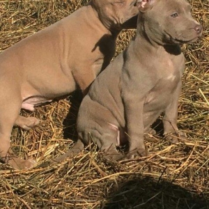 Temiz pitbull balalarıdı 4- dene dişi qalıb 200 manata telesin aşağı y