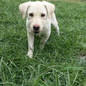 3 aylıq dişi labrador satılır