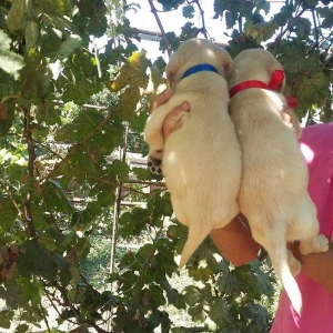 labrador retrirver balalari satılır erkey və di