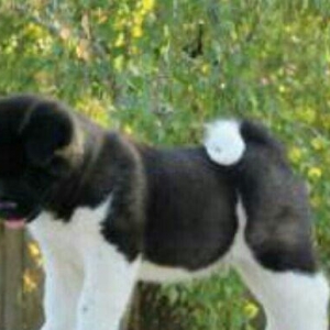 cinsi akita satlir elave mellumat whatsap ve ya telde elaqe