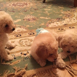 2ayliq pudel balalari. Iyne ve dermanlari edilib. Erkek tund disi ag r