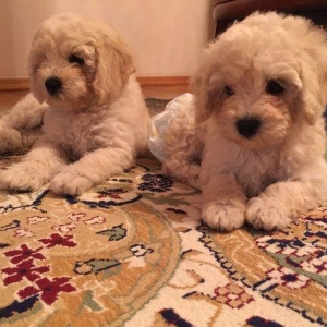 2ayliq pudel balalari. Iyne ve dermanlari edilib. Erkek tund disi ag r