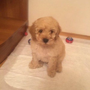 2ayliq pudel balalari. Iyne ve dermanlari edilib. Erkek tund disi ag r