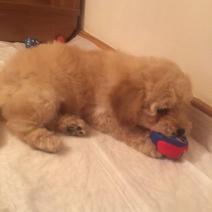 2ayliq pudel balalari. Iyne ve dermanlari edilib. Erkek tund disi ag r