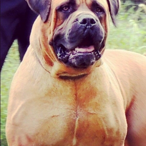 Boerbole balası satılır 1 dişi bala qalıb 2 ay 7 günlük balanın burda