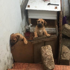 Boerbole balası satılır 1 dişi bala qalıb 2 ay 7 günlük balanın burda