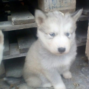 Сибирский хаски окрас серы