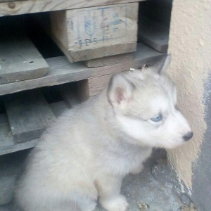 Сибирский хаски окрас серый и бежевый от рождения один месяц 400 манат