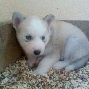 Сибирский хаски окрас серый и бежевый от рождения один месяц 400 манат