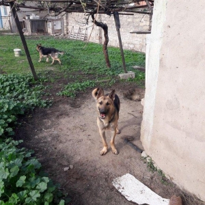 salam tecili satilir xarice gedirem ona gore bala 