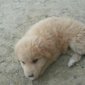 Satilit 30 man awagi yer var 
ela kucuydu.diwidi.
hediyye veribler