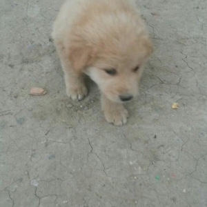 Satilit 30 man awagi yer var 
ela kucuydu.diwidi.
hediyye veribler