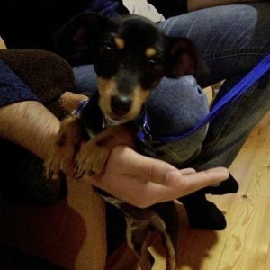 Türkiyədən gəlib passportu var 09. 06. 2017 do