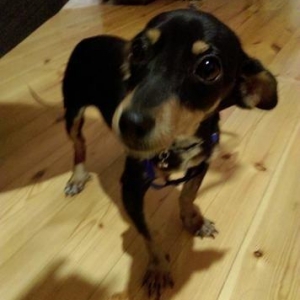 Türkiyədən gəlib passportu var 09. 06. 2017 doğulub. Dermanları, yemi