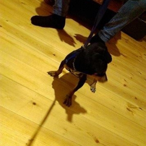 Türkiyədən gəlib passportu var 09. 06. 2017 doğulub. Dermanları, yemi