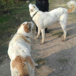 alabay iti bir yaw uc ayin alabayidi ikiside satilir heresi 1000 manat