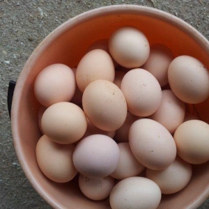 Mayalı serebrist (qırmızı və ağ) toyuq yumurtası satıram. Toyuqların