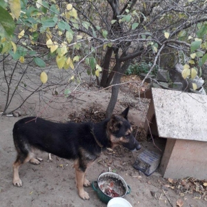Temiz nemeski afcalkadir erkekdir bu ayin iynesi vurulmalidir 1yas 6 a