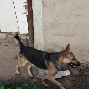 Salam tecili satilir xarice gedirem ona gore bala vaxtindan ozumde olu