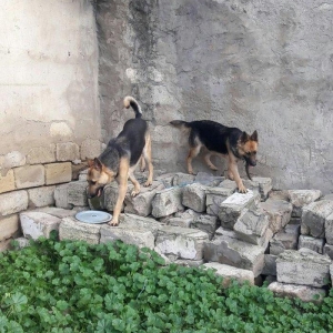 Salam tecili satilir xarice gedirem ona gore bala vaxtindan ozumde olu