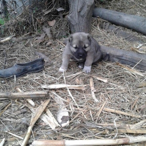 salam atasi kangal anasi coban iti super kucuklerdi 25 gunluk maraqlan