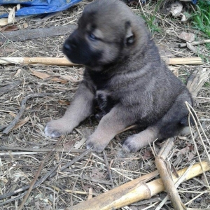 salam atasi kangal anasi coban iti super kucuklerdi 25 gunluk maraqlan