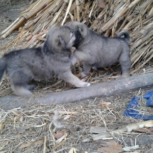 salam atasi kangal anasi coban iti super kucuklerdi 25 gunluk maraqlan
