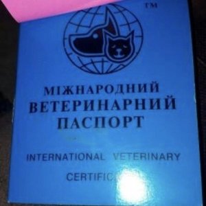 Tecili  ÇOX UCUZ QİYMETE 3 aylıq mini york satılır. Passportu var.