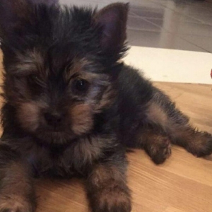 Tecili  ÇOX UCUZ QİYMETE 3 aylıq mini york satılır. Passportu var.