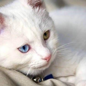 Erkek van kedisi teze alinib.4-5 ayliqdir.Derse gedirem deye baxa