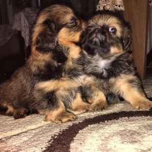 2aylıg pekınes balaları sAtılır 2 erkey 2 dıwıdı tam saglamdılar. Qıym