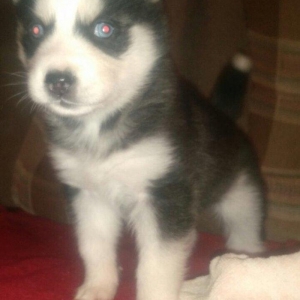 -Haski baLası 25 günlüydü dişidi ciddi aLıc