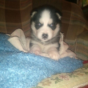 -Haski baLası 25 günlüydü dişidi ciddi aLıcılar müraciət edə biLər