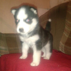 -Haski baLası 25 günlüydü dişidi ciddi aLıcılar müraciət edə biLər