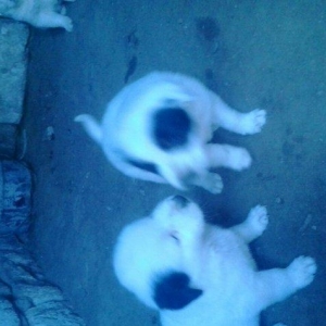 продаеться щенок породы ал