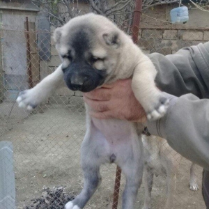 safgan sivas kangali balalari. 35 gunluk. Ana va ata  hayatimdadir.