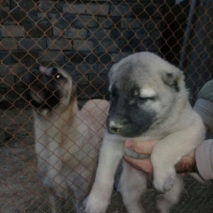 safgan sivas kangali balalari. 35 gunluk. Ana va ata  hayatimdadir.