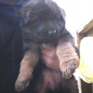 36 günlük erkək dişi bala var. Sağlam balalar