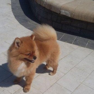 Pomiranskiy shpids ucuz satilir paltarlari ve yemek qabi ve bashqa aks