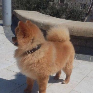 Pomiranskiy shpids ucuz satilir paltarlari ve yemek qabi ve bashqa aks