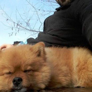 Pomiranskiy shpids ucuz satilir paltarlari ve yemek qabi ve bashqa aks