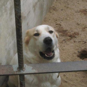 Cute vurmax temiz qan alabay axtariram. Itin 2 yaw