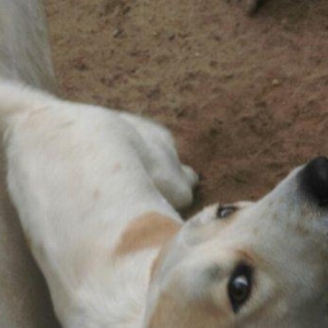 Cute vurmax temiz qan alabay axtariram. Itin 2 yawi var. Elave